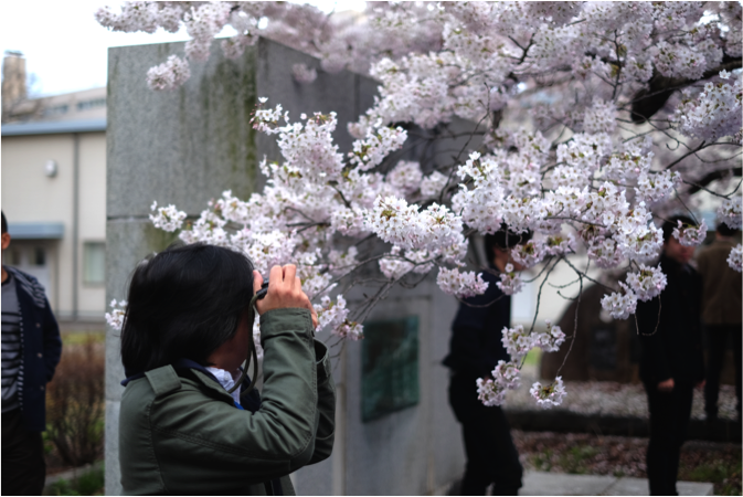 桜の写真を撮る石黒先生
